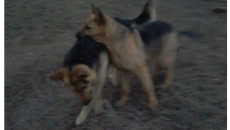 Pesyky