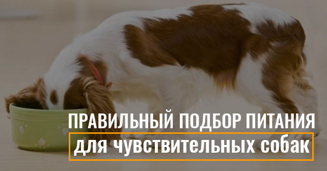 корма чувствительных собак