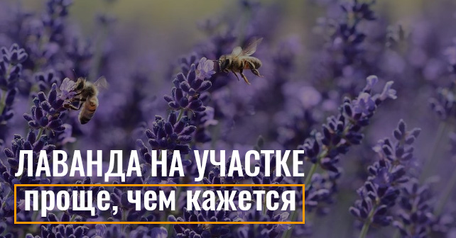 Лаванда на участке – проще, чем кажется