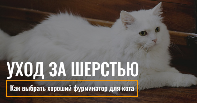 Уход за шерстью кота