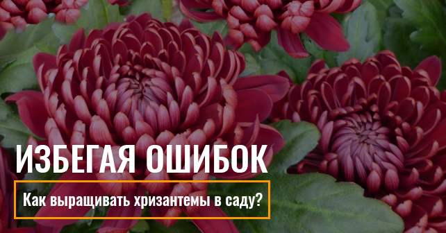 Хризантема, Хризантемы, Темно-Красный