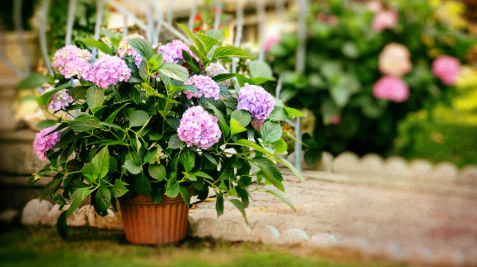 How to grow hydrangeas in pots: expert tips for containers |