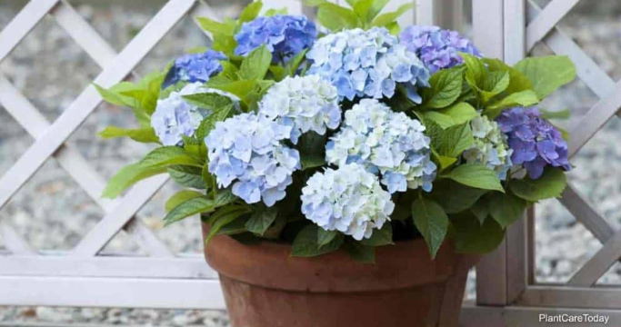 Growing Hydrangea in Pots: Tips and Tricks