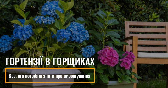 How to Grow and Care for Hydrangeas in Pots