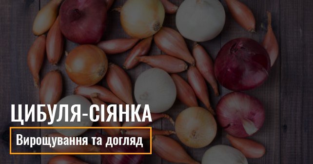 Цибуля-сіянка