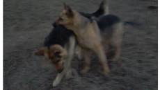 Pesyky